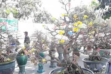 Bình Định: Đại gia “săn” mai bonsai cổ thụ hàng trăm triệu đồng về chơi Tết