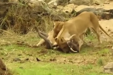 Lợn bướu "chết điếng" khi thấy sư tử xuất hiện