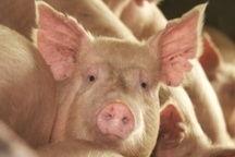 Sử dụng da lợn chứa tế bào sống để điều trị tổn thương bỏng ở người