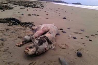 Quái vật khủng khiếp không lông rúng động Internet