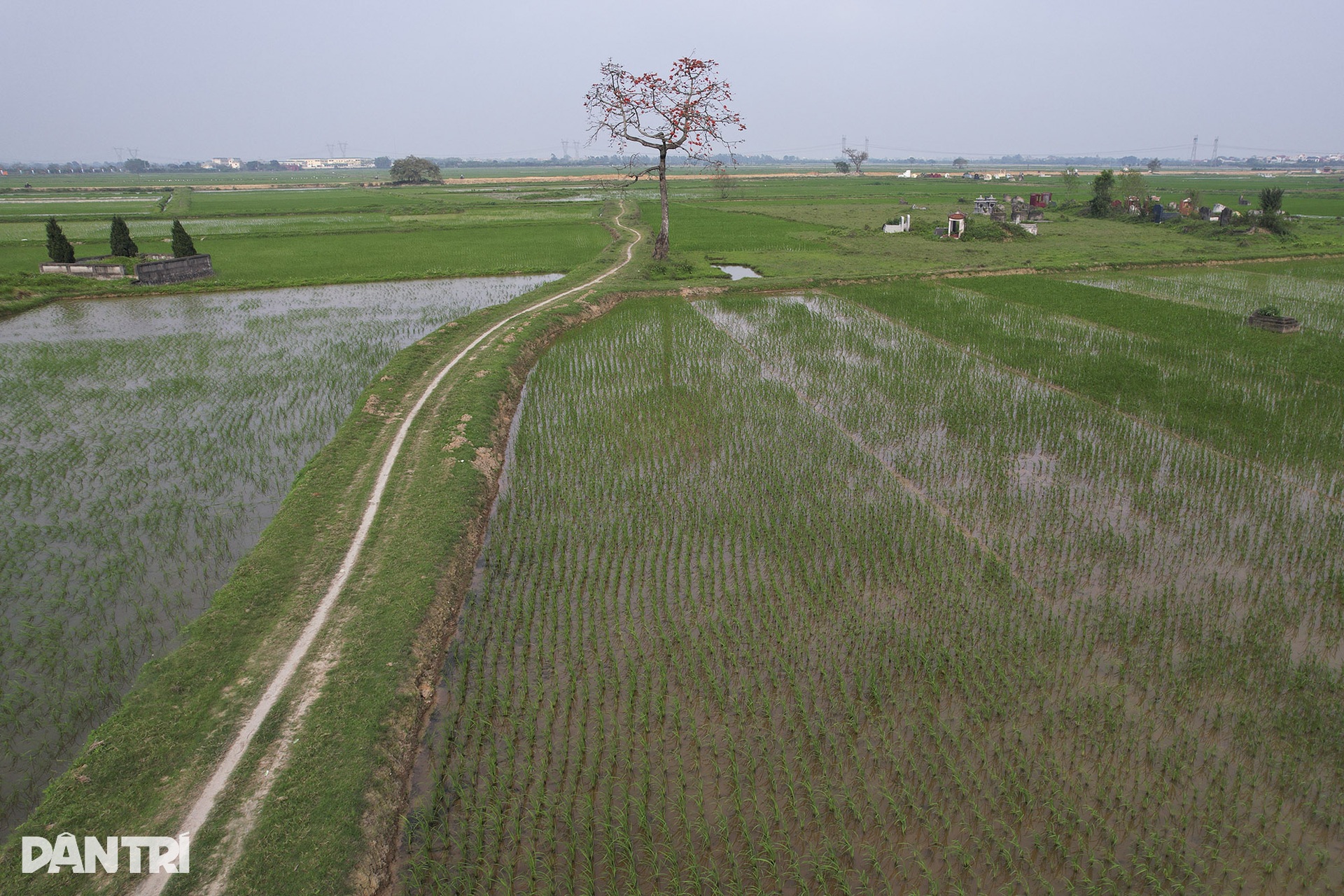 Những cây hoa gạo cô đơn nổi bật trên đồng ruộng xanh mùa hoa nở - 1 Những cây hoa gạo cô đơn nổi bật trên đồng ruộng xanh mùa hoa nở - 1