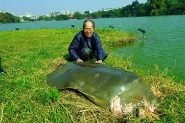 Hà Nội: Cụ rùa nằm nghỉ ngơi khá lâu trên Tháp rùa