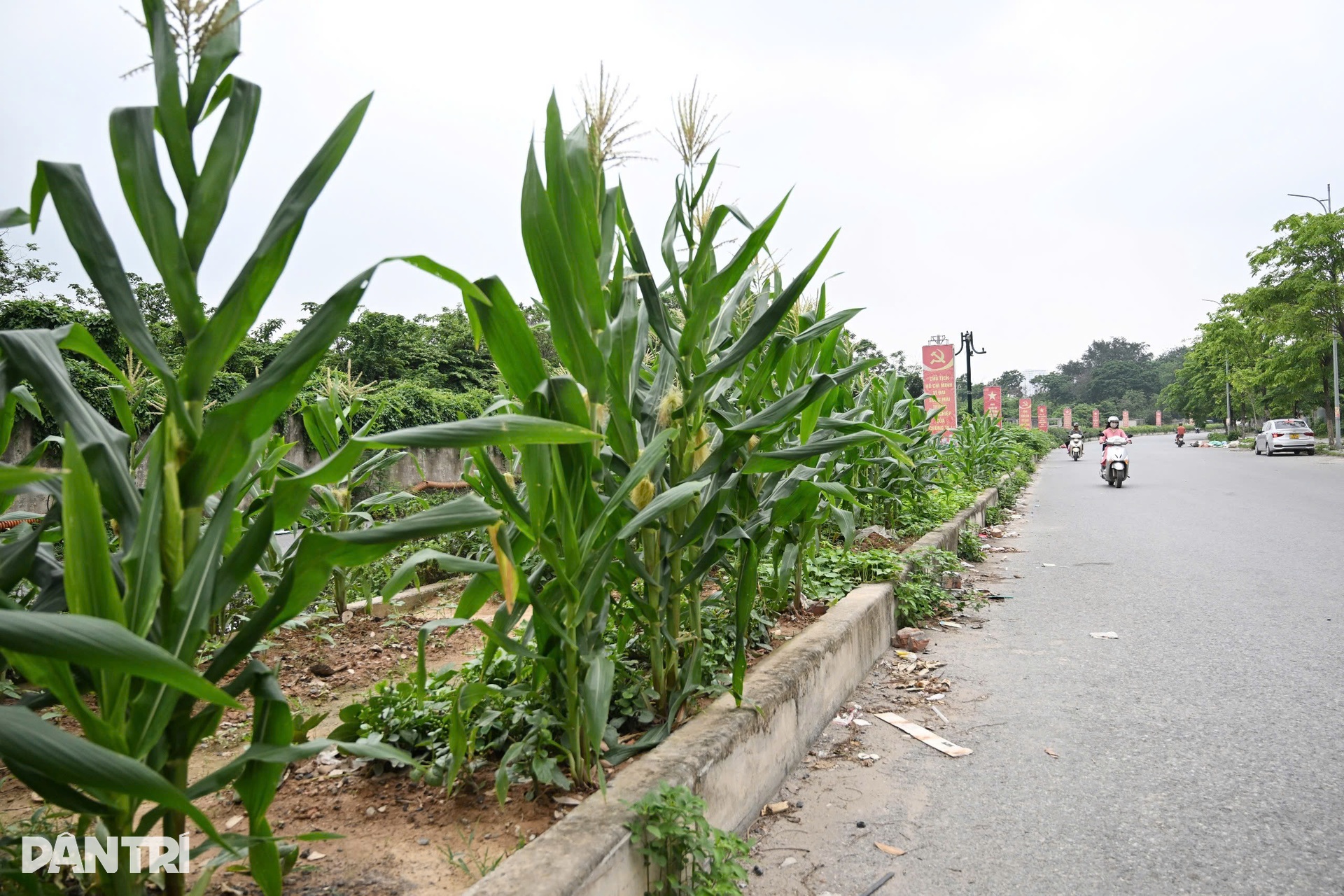 Hàng loạt tuyến đường cụt gây lãng phí ở Hà Nội - 4