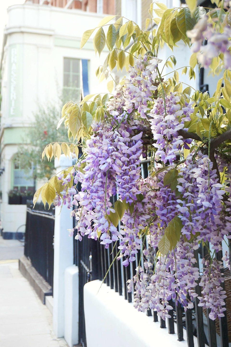 Những biệt thự phủ kín sắc tím hoa tử đằng đẹp như cổ tích ở Anh - 5