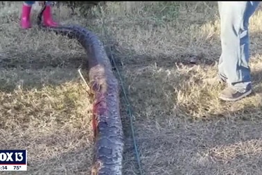 Tóm gọn trăn Miến Điện nặng gần 140 kg chứa 100 quả trứng