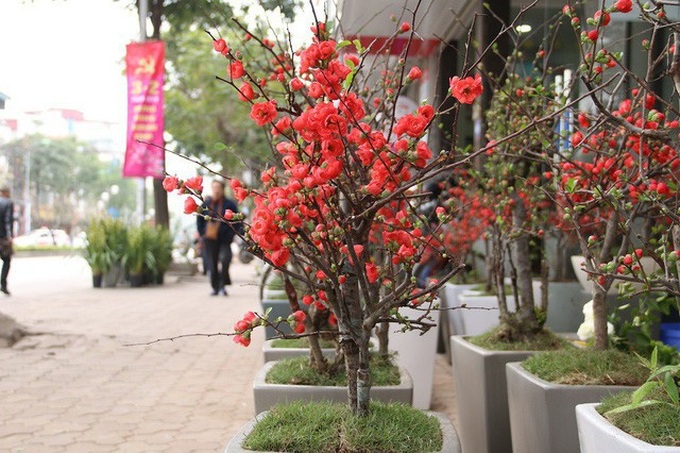 Chị Linh, một tiểu thương ở đường Lạc Long Quân cho biết, năm nay nhà chị nhập khoảng 200 gốc mai đỏ bonsai qua đường cửa khấu Móng Cái (Quảng Ninh), đến thời điểm này chỉ còn khoảng 80 gốc. So với các loại hoa truyền thống của Việt Nam, hoa mai đỏ có hình dáng độc đáo, lạ mắt đặc biệt cây mọc rất sai hoa nên dù có giá cao vẫn được nhiều người ưa chuộng, tìm mua.