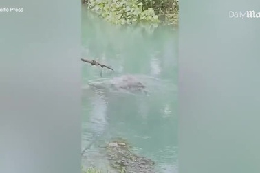Hái rau muống ở ven sông, người phụ nữ bị cá sấu kéo xuống ăn thịt