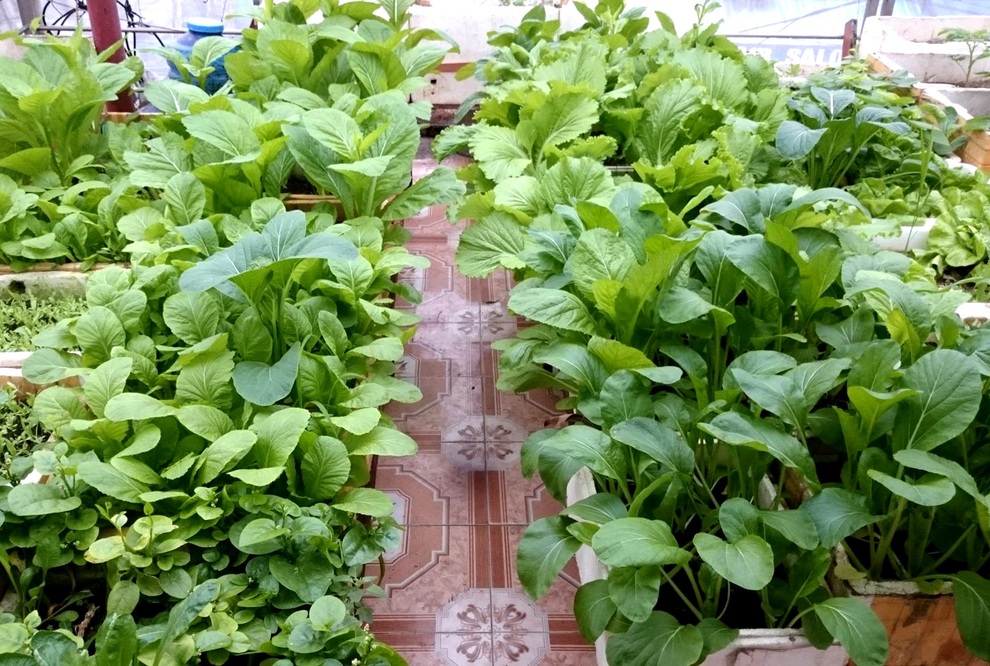 Chăm ba khu vườn sân thượng, 9X Hải Phòng có rau trái sạch dùng quanh năm - 4 Chăm ba khu vườn sân thượng, 9X Hải Phòng có rau trái sạch dùng quanh năm - 4