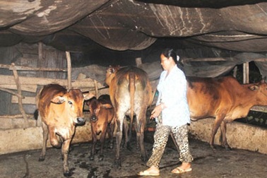 Ly kỳ chuyện đại ca “gác kiếm”... chăn bò 