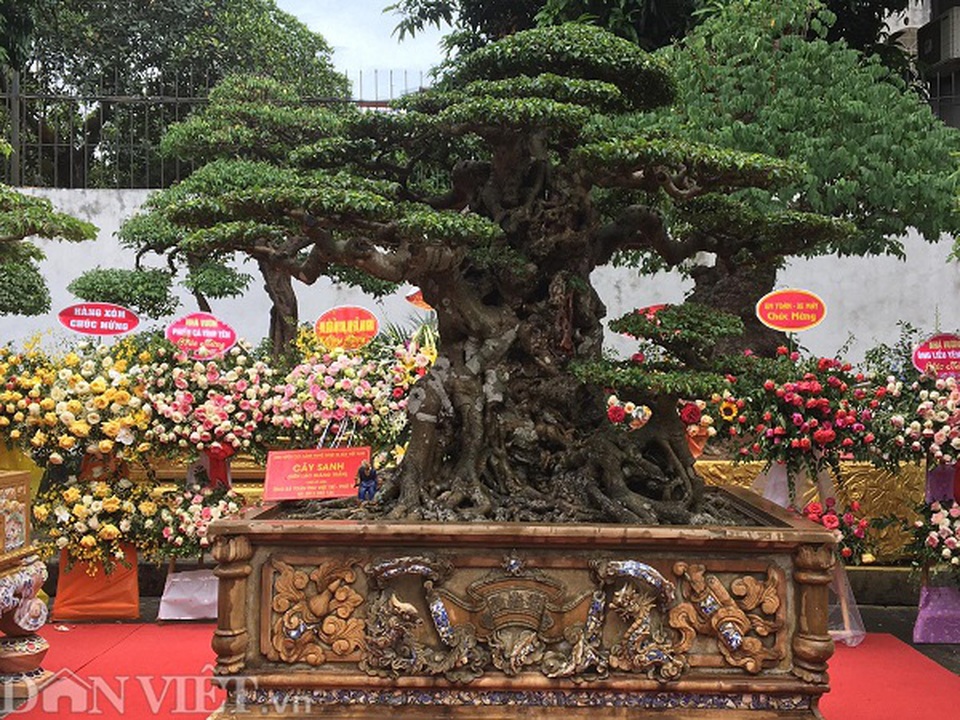 Hoa mắt với báu vật sanh cổ Tiên lão giáng trần dáng chưa từng có giá ngang biệt thự - 6 Hoa mắt với báu vật sanh cổ Tiên lão giáng trần dáng chưa từng có giá ngang biệt thự - 6