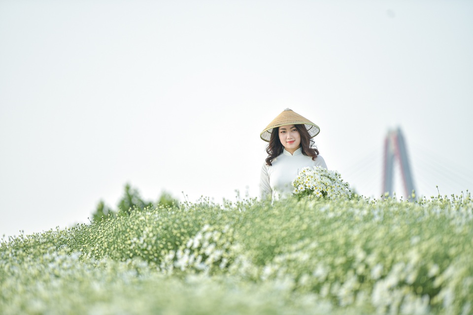 Người Nhật Tân thu bạc triệu mỗi ngày từ cúc họa mi vào mùa - 11 Người Nhật Tân thu bạc triệu mỗi ngày từ cúc họa mi vào mùa - 11