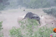 Hai con sư tử cái điên cuồng tấn công linh dương đầu bò và cái kết khó ngờ