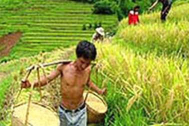 Gia nhập WTO: Nông dân trước cơ hội và thách thức