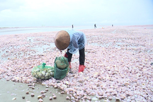 Nguyên nhân ngao chết dạt vào bờ biển Nam Định từ góc nhìn khoa học