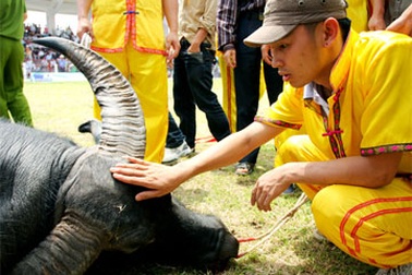 Pha “knock-out” tại Hội chọi trâu du lịch Đồ Sơn 2009