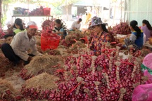 Đặc sản hành tím Vĩnh Châu rớt giá, bán 5kg chưa mua nổi tô phở