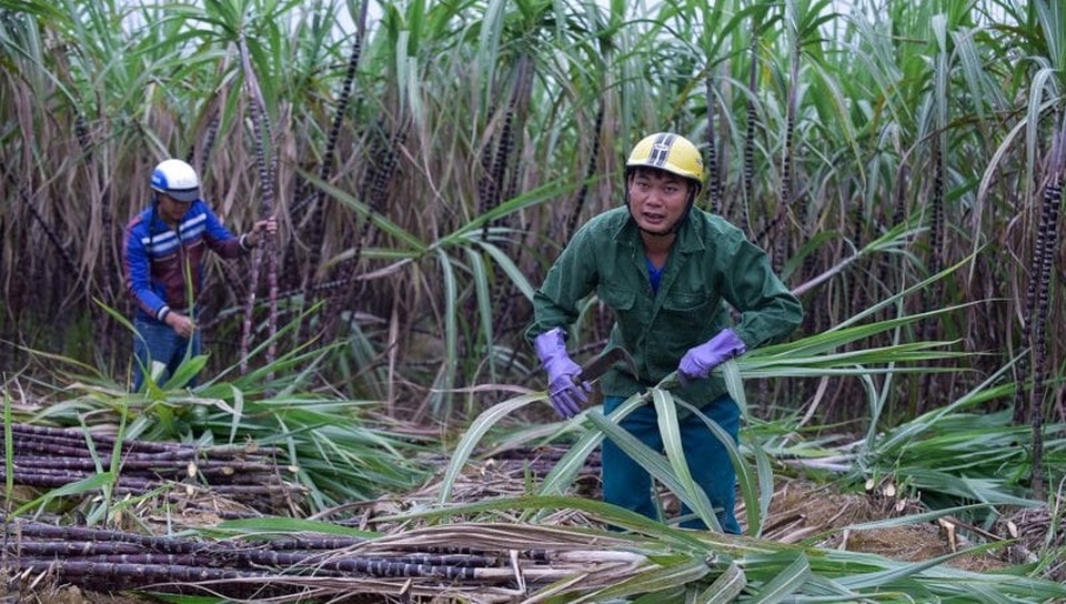 Nông dân lo mất Tết vì mía mất mùa, rớt giá - 4 Nông dân lo mất Tết vì mía mất mùa, rớt giá - 4
