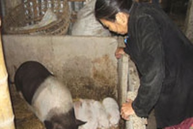 Tiệc cưới mùa dịch lợn tai xanh