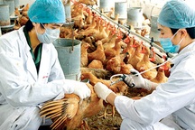 Việt Nam: Lần đầu phát hiện cúm gia cầm A/H5N6 từng gây tử vong trên người