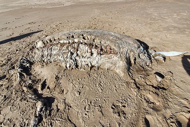 Xác quái vật biển dài 7 mét, nặng 4 tấn trôi dạt bờ biển xứ Wales