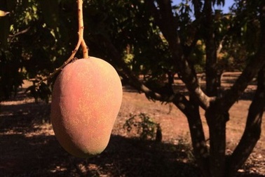 Một nông dân Australia phát triển giống xoài có mùi vị dừa