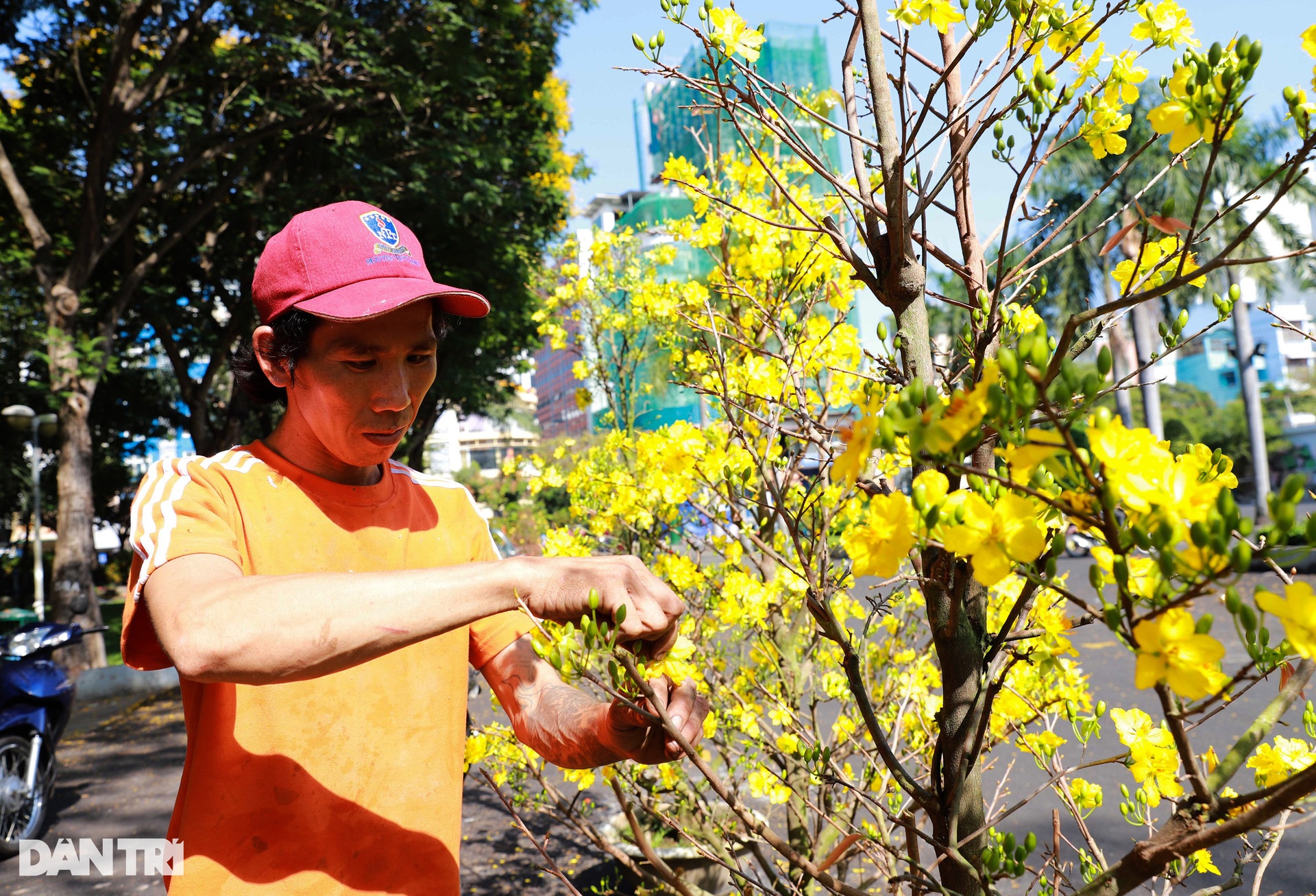 Tiểu thương đập bỏ cây kiểng chiều 30 Tết vì bị ép giá - 4 Tiểu thương đập bỏ cây kiểng chiều 30 Tết vì bị ép giá - 4