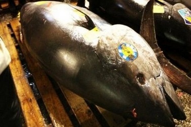 Cá ngừ khổng lồ phá kỷ lục về giá tại Tokyo