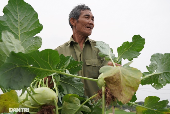Nông dân ở Hà Nội khóc ròng vì rau xanh rớt giá thê thảm, khó tiêu thụ - 10 Nông dân ở Hà Nội khóc ròng vì rau xanh rớt giá thê thảm, khó tiêu thụ - 10