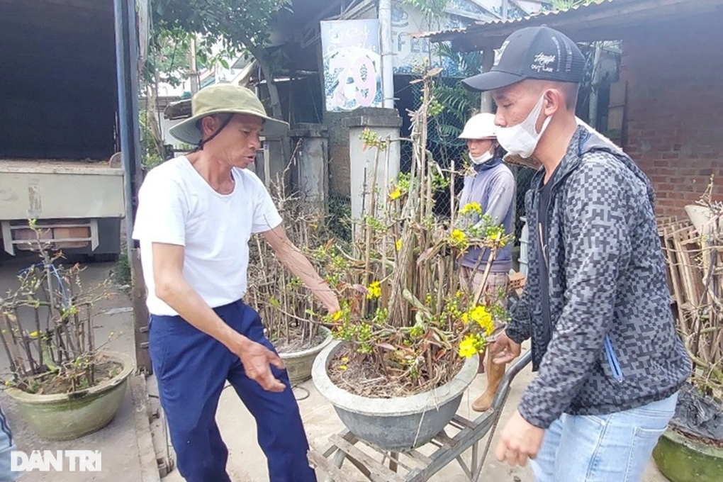 Giờ chót, thương lái săn lùng mai đưa ra Bắc đón Tết - 1 Giờ chót, thương lái săn lùng mai đưa ra Bắc đón Tết - 1
