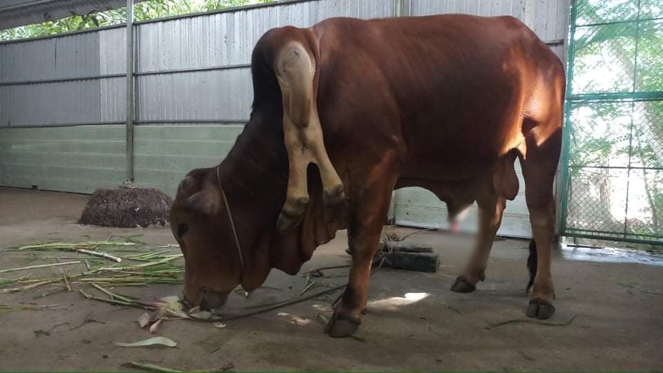 Kỳ lạ bò 6 chân xuất hiện ở suối cá thần - 1 Kỳ lạ bò 6 chân xuất hiện ở suối cá thần - 1