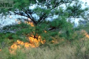 Clip Hàng trăm người tham gia chữa cháy rừng phòng hộ ven biển