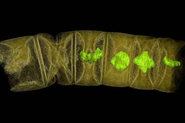 Hóa thạch làm lung lay giả thuyết về lịch sử sự sống trên Trái Đất