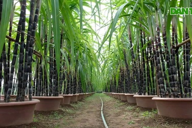 Trồng mía tím trên chậu, hút khách dịp cận Tết