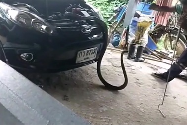 Rắn hổ chúa cực độc lẩn trốn trong khoang động cơ ô tô