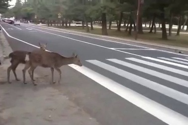 Những chú hươu biết tuân thủ luật giao thông khi sang đường ở Nhật