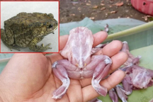 Cả nhà nhập viện vì ăn thịt cóc