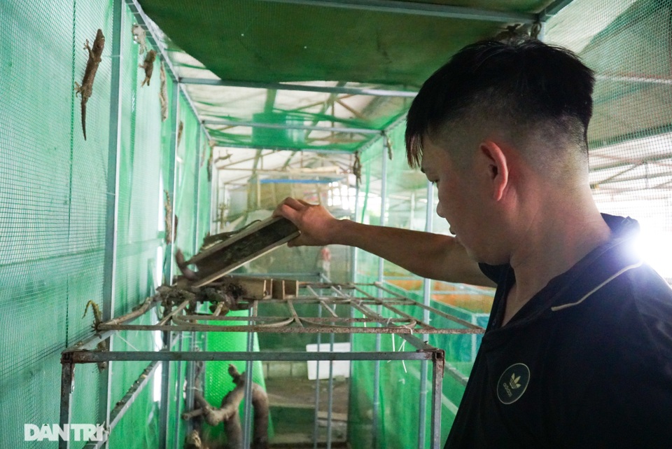 Mục sở thị trang trại nuôi tắc kè hoa “độc nhất” ở Hà Nội - 1 Mục sở thị trang trại nuôi tắc kè hoa “độc nhất” ở Hà Nội - 1