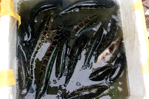 Cá quả Tàu tiêm thuốc mê đổ về chợ