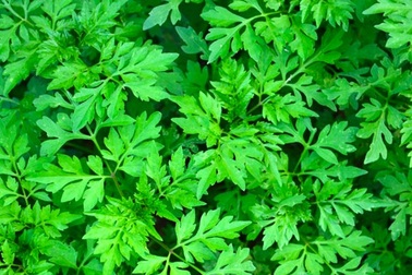 Ngải cứu: Lợi ích sức khỏe, công dụng và tác dụng phụ