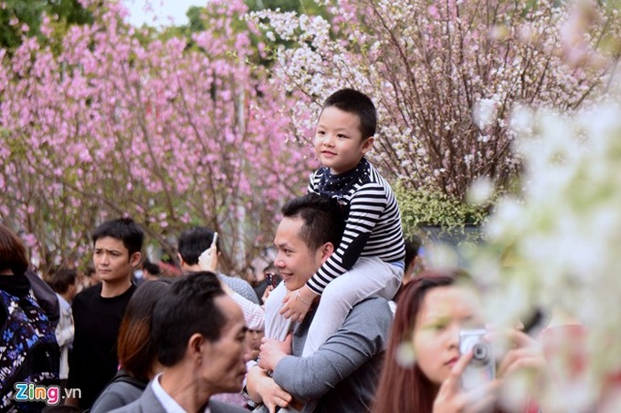 Giao lưu văn hóa Nhật Bản và Triển lãm hoa Anh đào tại Hà Nội năm 2017 