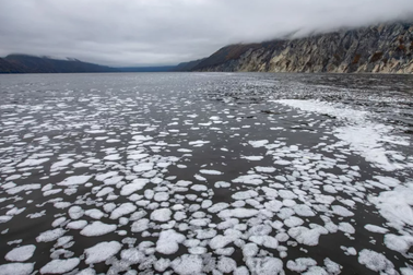 Hàng loạt sinh vật biển chết bí ẩn ngoài khơi bờ biển nước Nga
