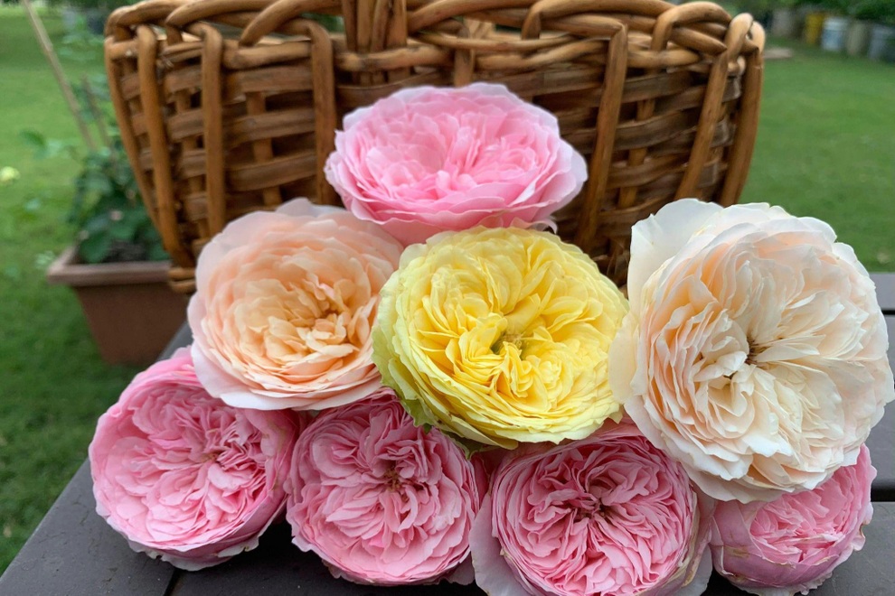 Chàng trai gốc Việt làm vườn 300m2, trồng ớt và hoa hồng ở Mỹ - 11