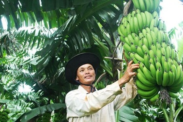 Trồng chuối laba: Chỉ việc nhìn cân, ghi sổ và... thu tiền