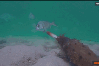 Cận cảnh mực nang trình diễn kỹ năng săn mồi