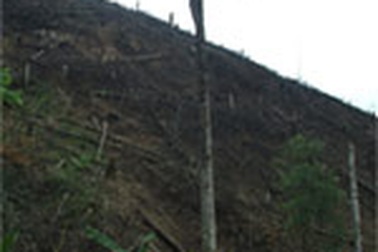 Chùm ảnh phá rừng đầu nguồn ở Nà Sáy