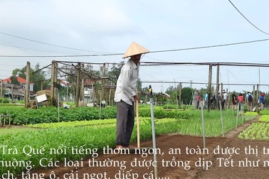 Làng rau Trà Quế tất bật vào vụ Tết Canh Tý 2020