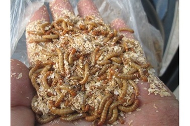 Đừng để sâu gạo thành “đại dịch” như ốc bươu, gián đất