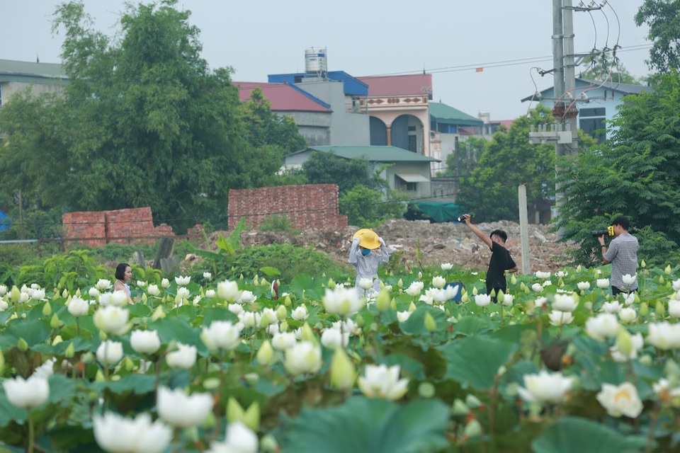 Hà Nội: Hoa sen xuống phố, thơm ngát cả vùng trời! - 8 Hà Nội: Hoa sen xuống phố, thơm ngát cả vùng trời! - 8