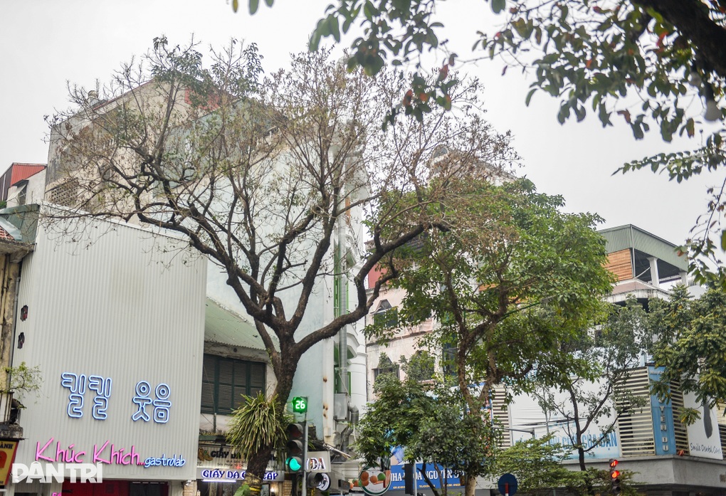 Cây 80 năm tuổi ở Hà Nội nghi bị bức tử - 3