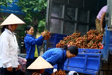 Thương lái vui vì vải thiều được giá